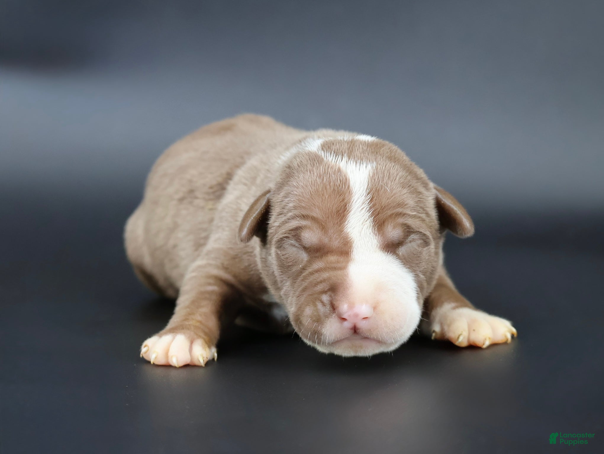 American Bully dogs Crimson - Ad 41