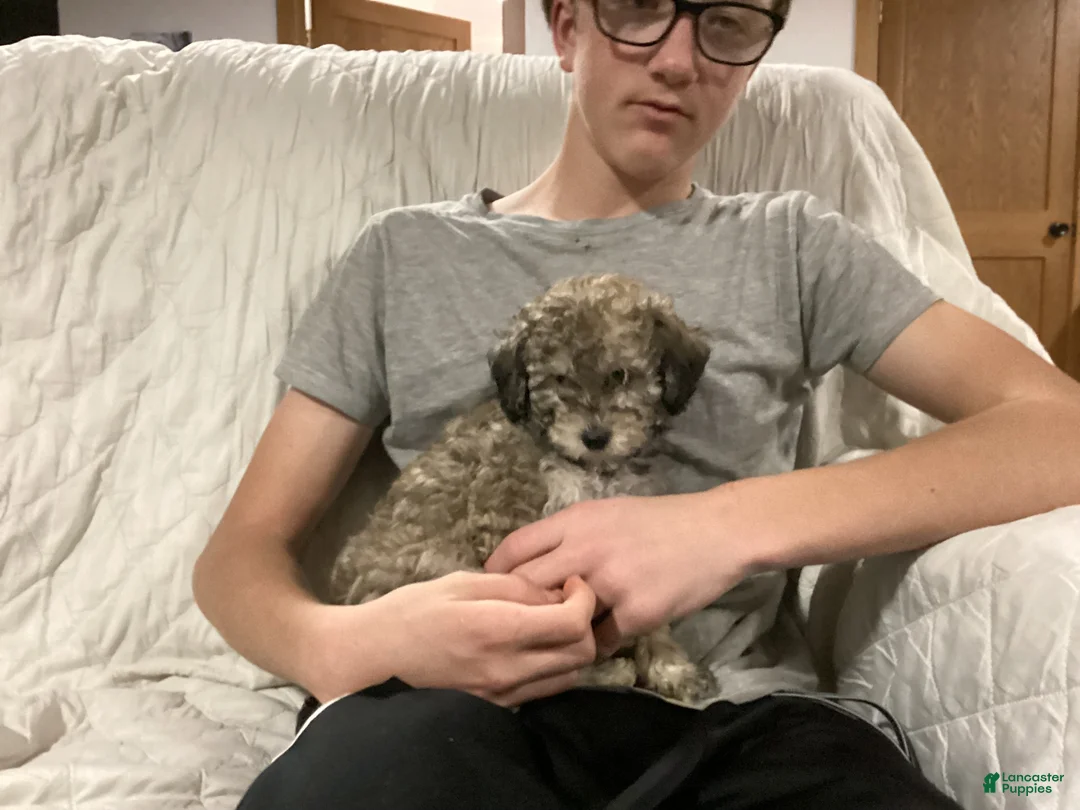 Miniature Poodle dogs for sale: Sandy - Ad 2