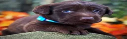 Labrador Retriever dogs for sale: Labrador Retriever 1 - Ad 14