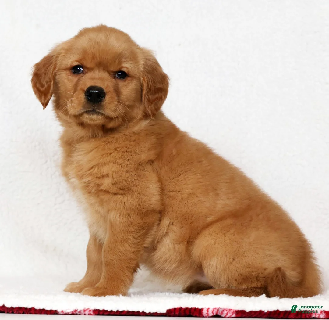 Golden Retriever dogs for sale: Gracie - Ad 1
