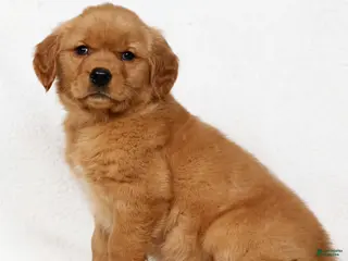 Golden Retriever dogs for sale: Gracie - Ad 4