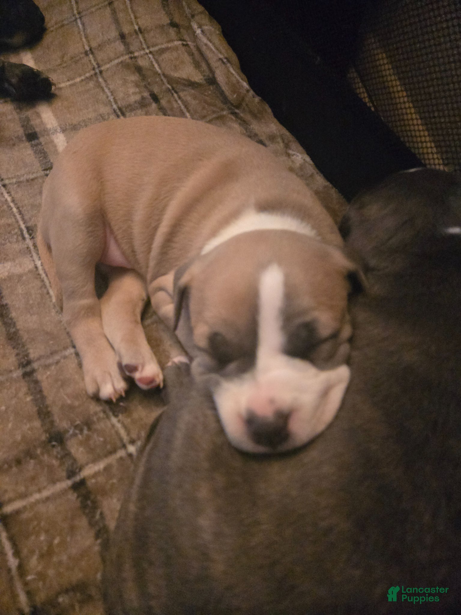 American Pit Bull Terrier dogs Miracle  - Ad 23