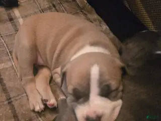 American Pit Bull Terrier dogs Miracle - Ad 23