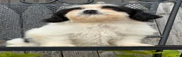Shih Tzu dogs for sale: Sabrina Shih Tzu  - Ad 4