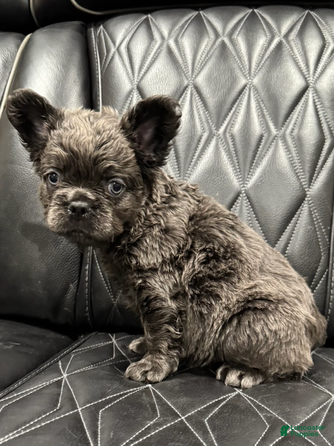 French Bulldog dogs for sale: FLUFFY BENTLEY - Ad 3