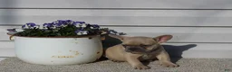 French Bulldog dogs for sale: Angie - Ad 5