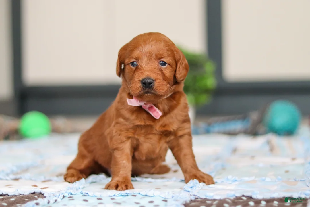 Labradoodle dogs for sale: Sadie - Ad 2