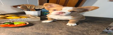 French Bulldog 2