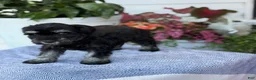 Miniature Schnauzer dogs for sale: Lorri - Ad 9