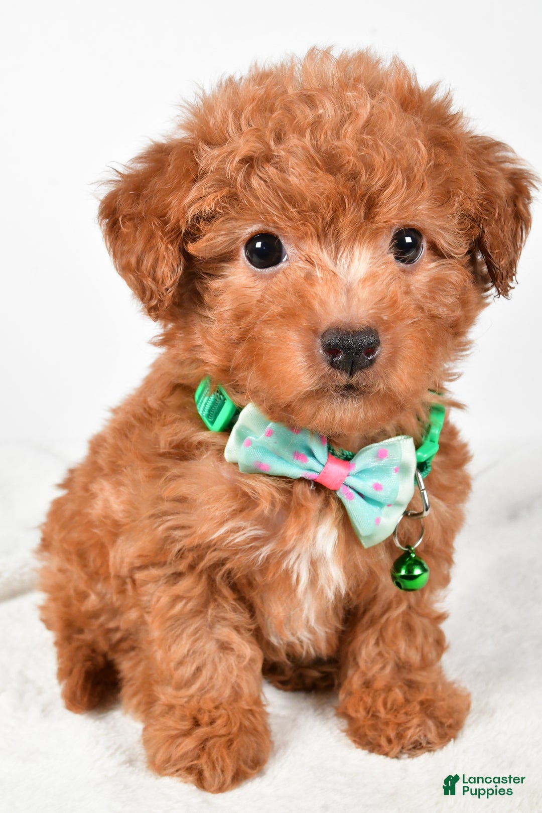 Maltipoo dogs for sale: Shawn f one b - Ad 7