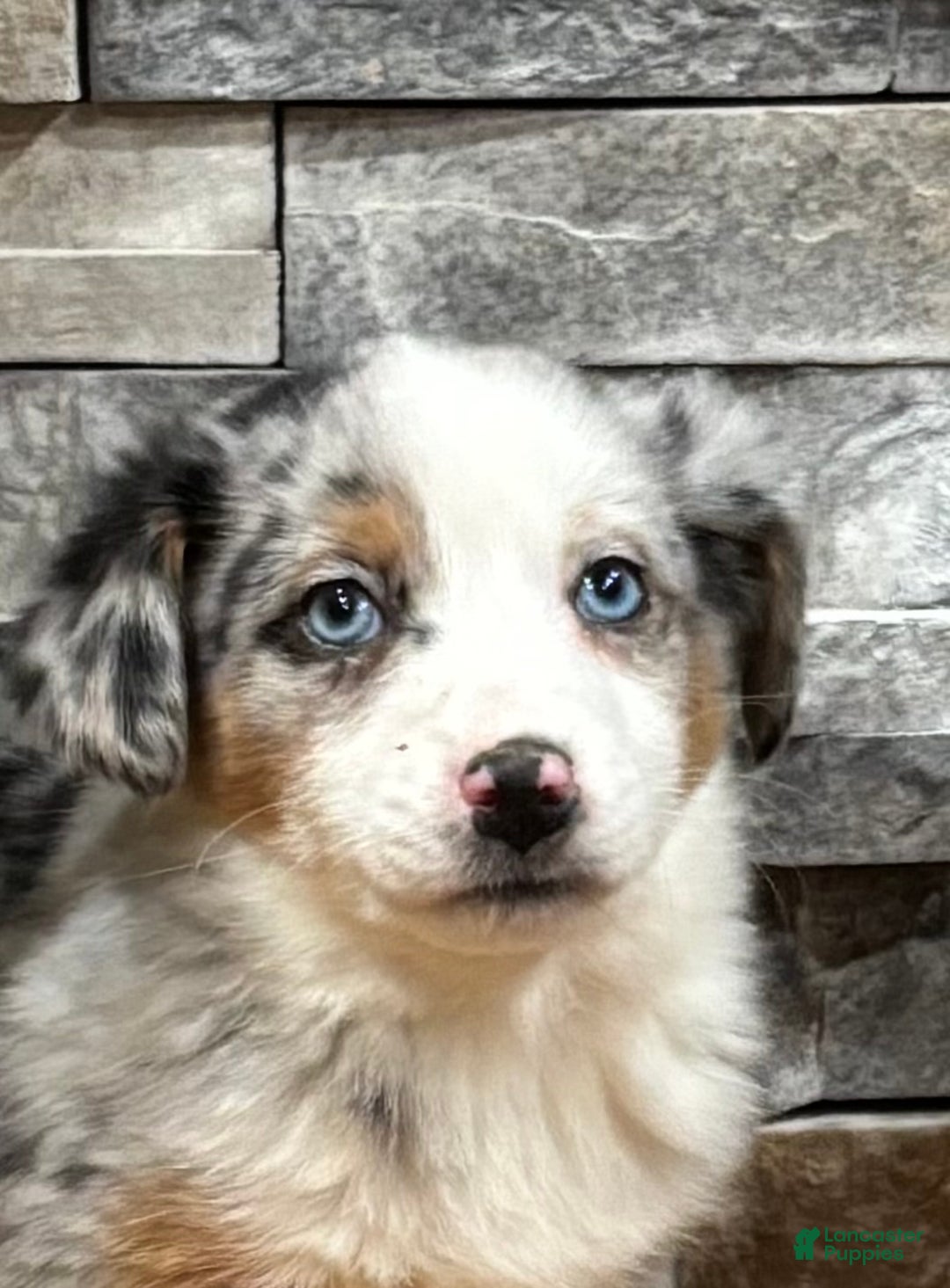 Australian Shepherd dogs for sale: Annie Blue - Ad 3
