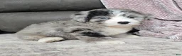 Mini Bernedoodle dogs for sale: Mini Walt - Ad 23