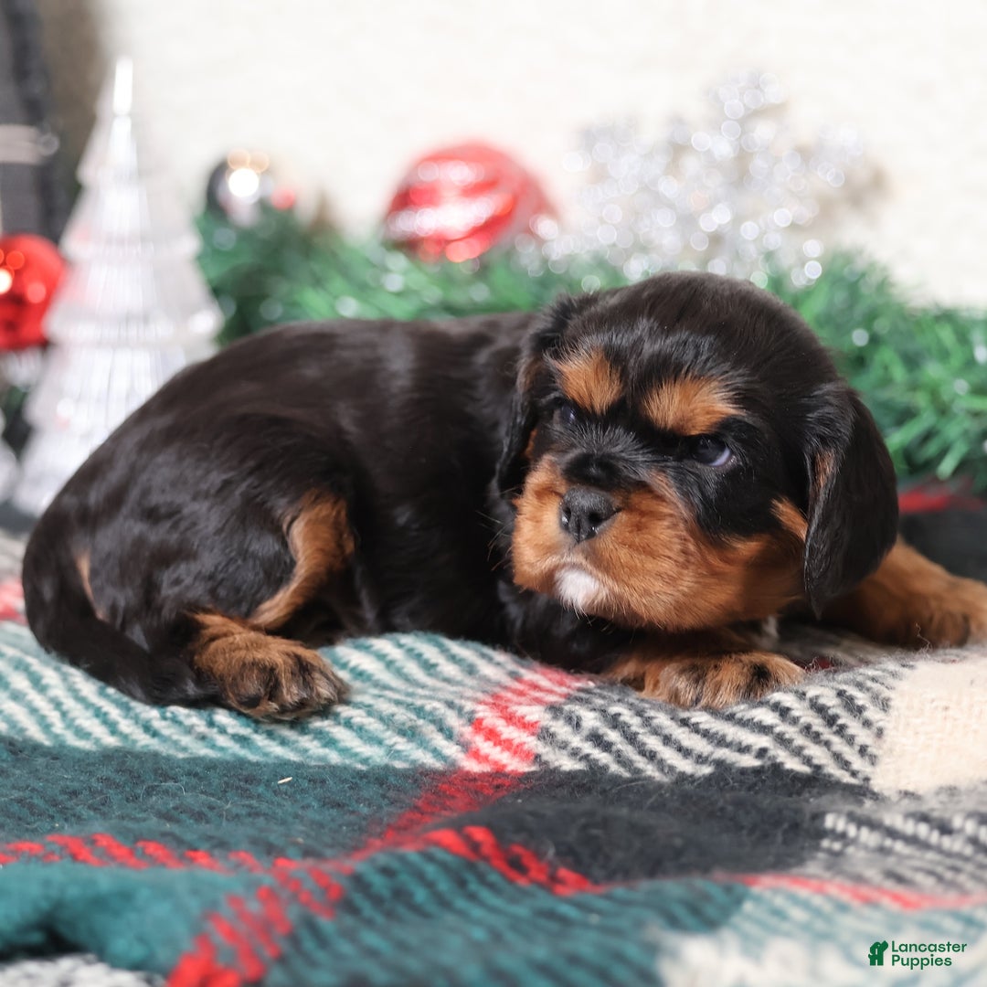 Cavalier King Charles Spaniel dogs for sale: Tanner | Genetically Screened  - Ad 2
