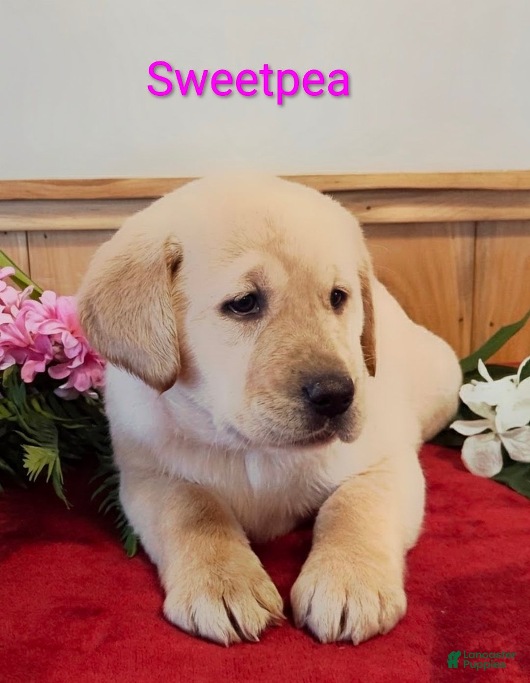 Goldador dogs for sale: Sweetpea - Ad 1