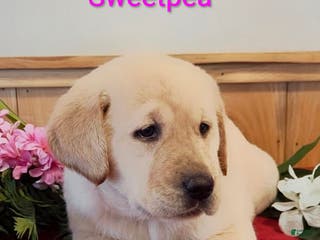 Goldador dogs Sweetpea - Ad 16