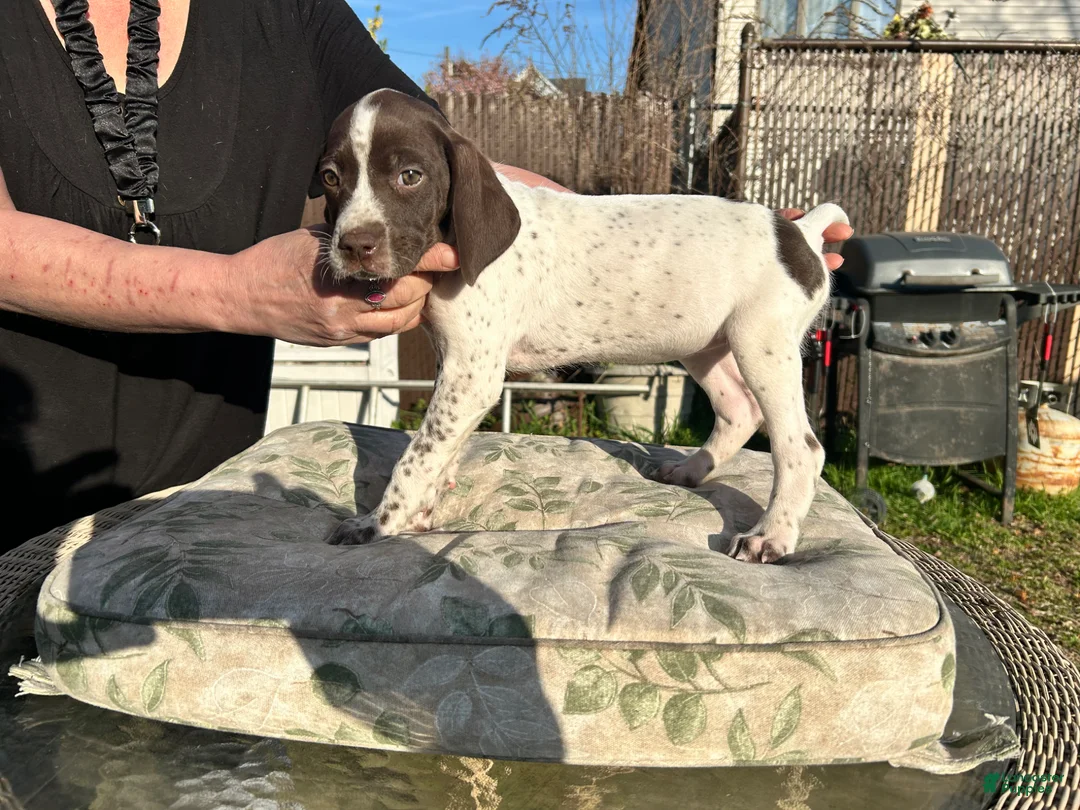 German Shorthaired Pointer dogs for sale: German Shorthaired Pointer Puppy 3 - Ad 1