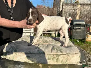 German Shorthaired Pointer dogs for sale: German Shorthaired Pointer Puppy 3 - Ad 2