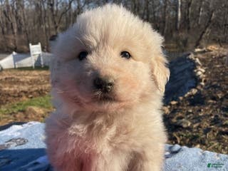 Great Pyrenees dogs Fonzie - Ad 26