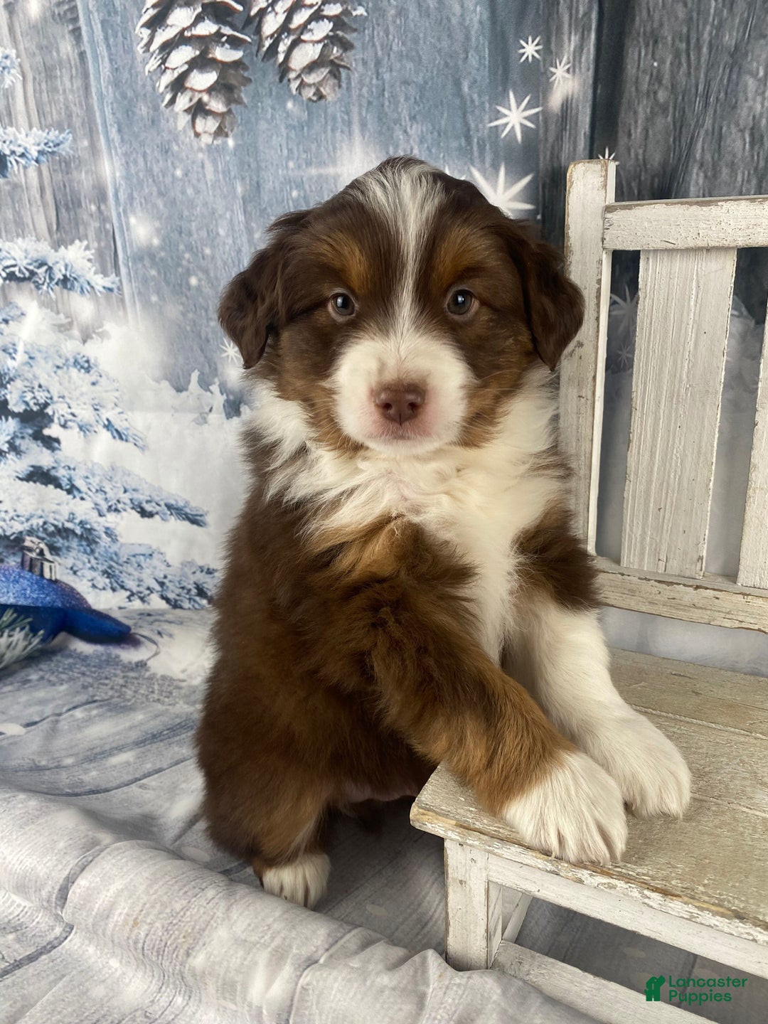 Australian Shepherd dogs for sale: Boone - Ad 3