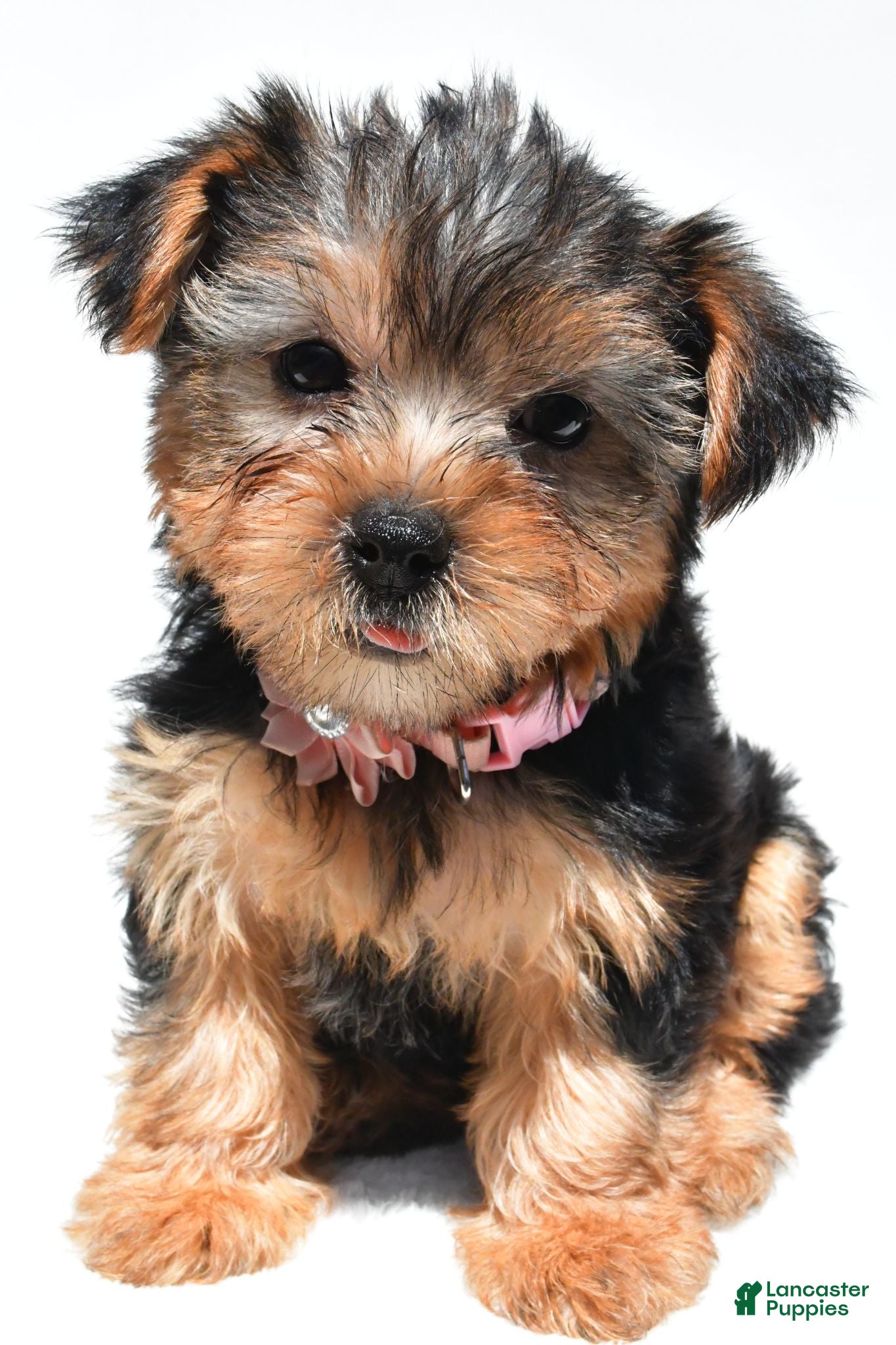 Yorkshire Terrier dogs Beth - Ad 2