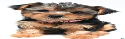 Yorkshire Terrier dogs for sale: Beth - Ad 2