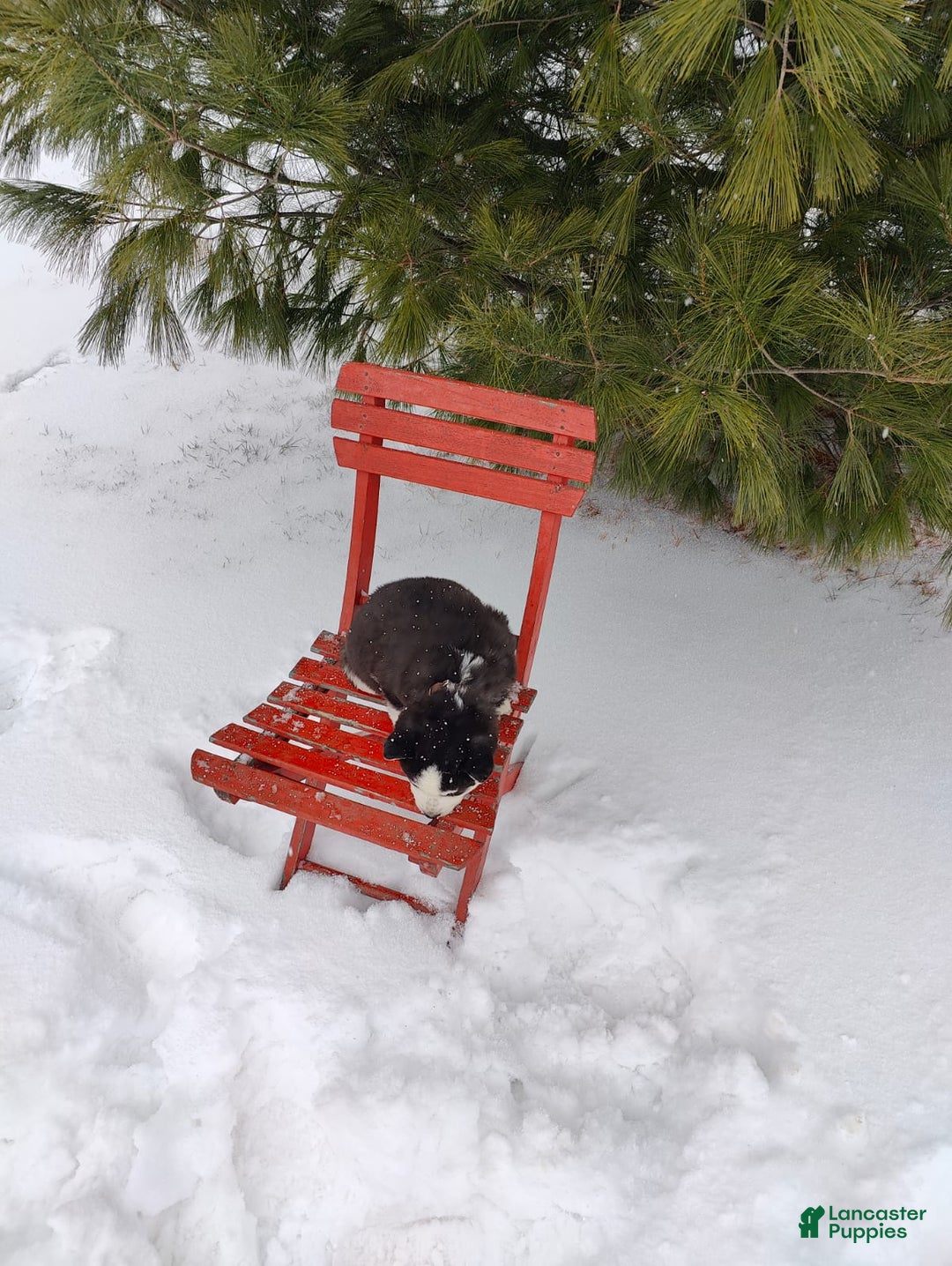 Siberian Husky dogs for sale: Prince Caspian - Ad 2