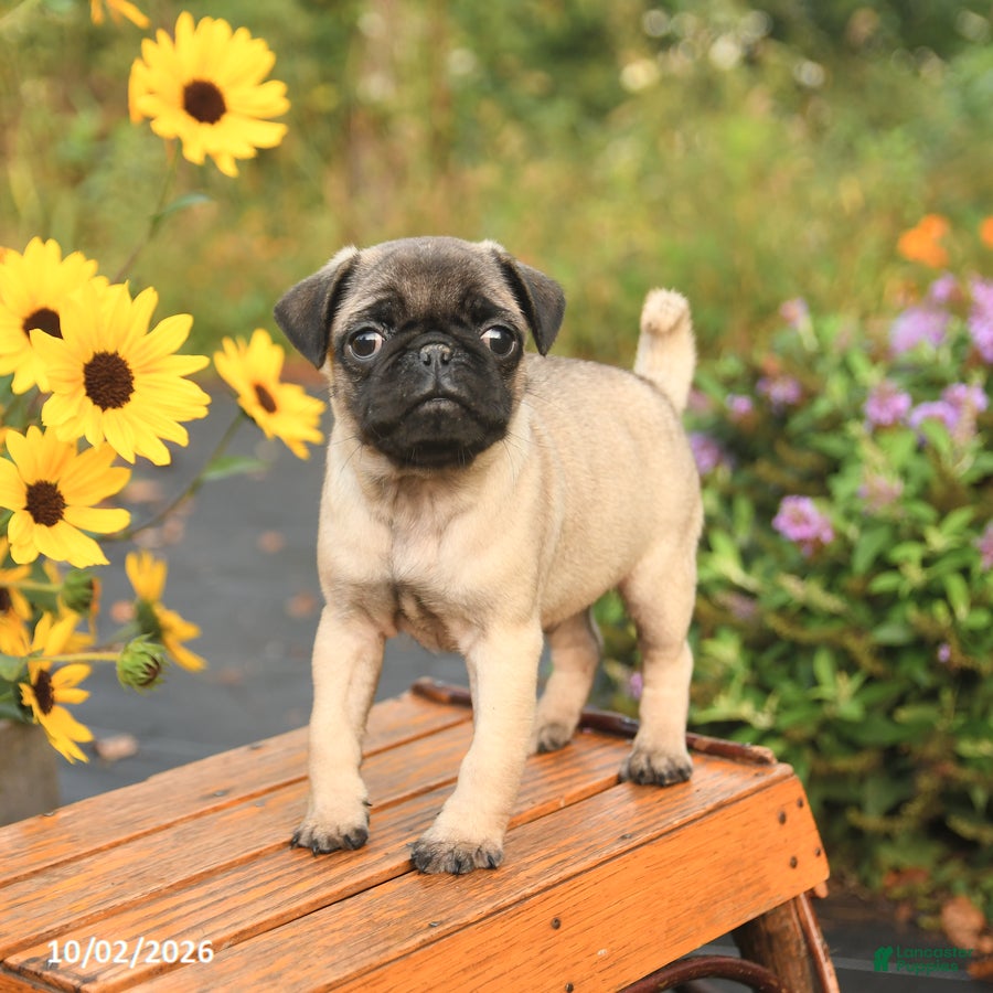 Pug dogs for sale: Nero - Ad 2