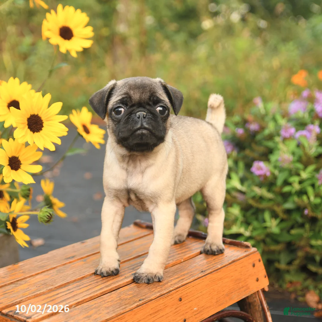 Pug dogs for sale: Nero - Ad 1