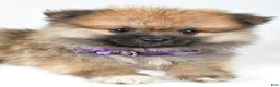 Pomeranian dogs for sale: Frisky - Ad 4