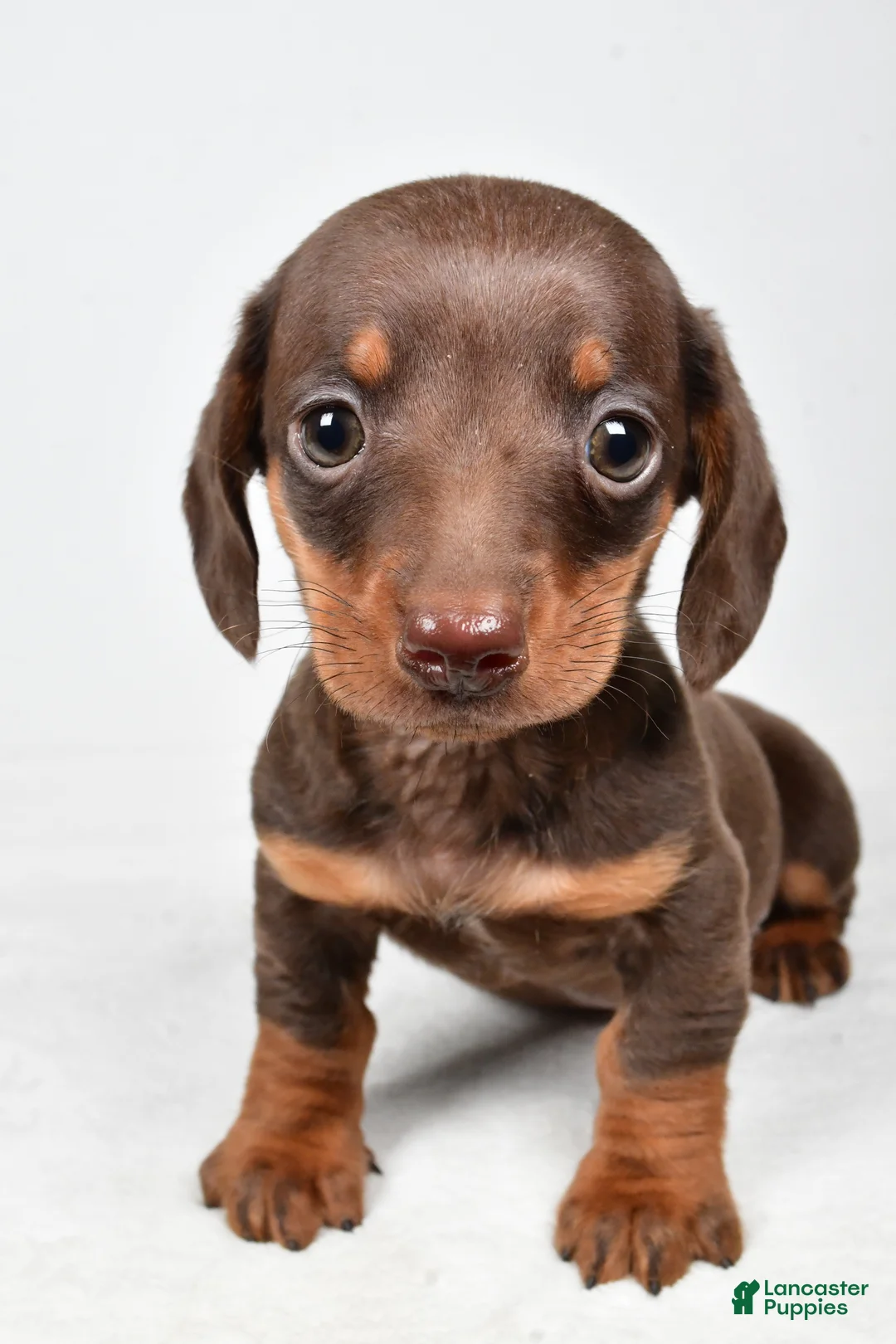 Miniature Dachshund dogs for sale: Harley - Ad 4