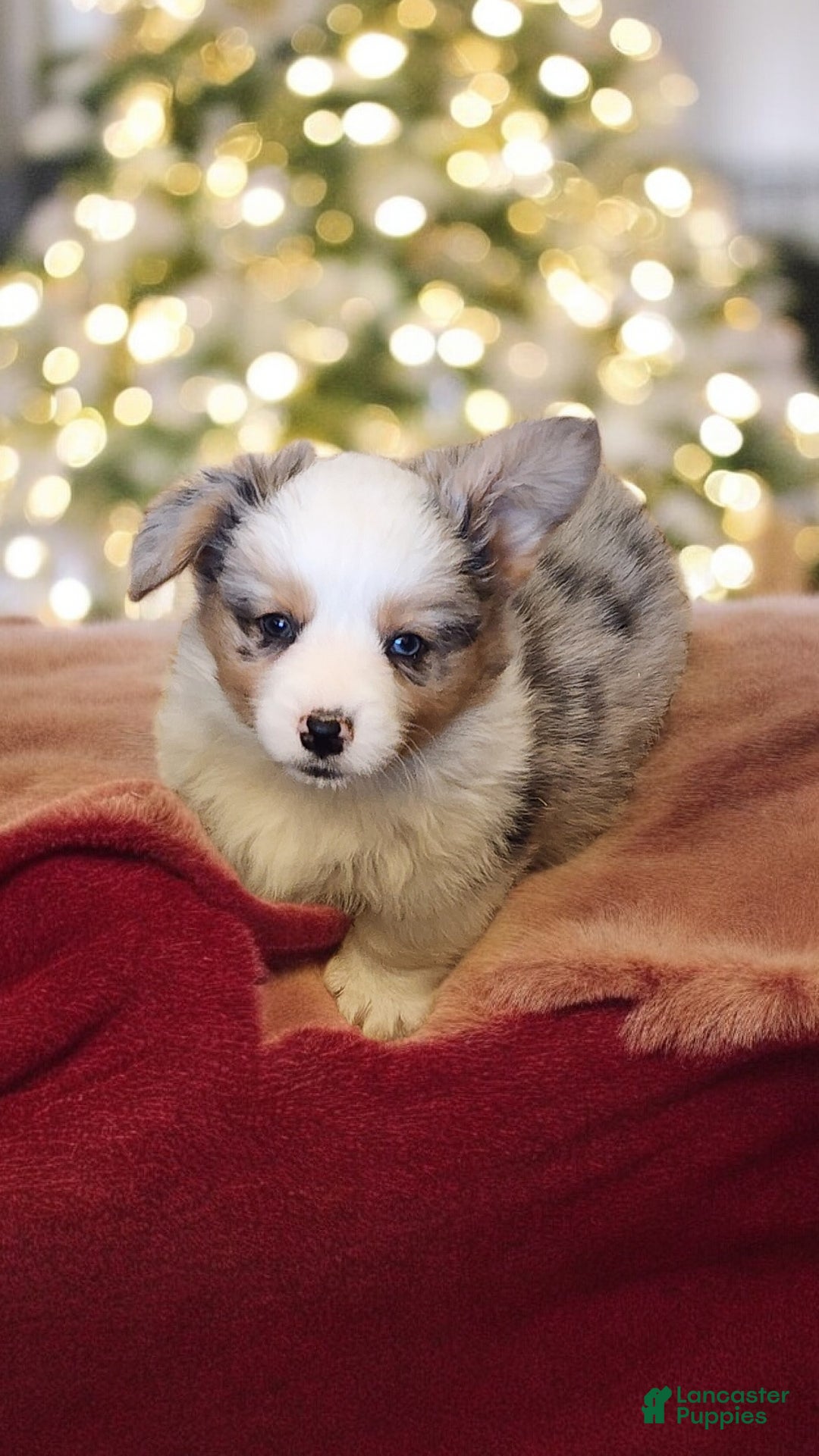 Welsh Corgi Pembroke dogs for sale: Merlin Fluffy Merle - Ad 14