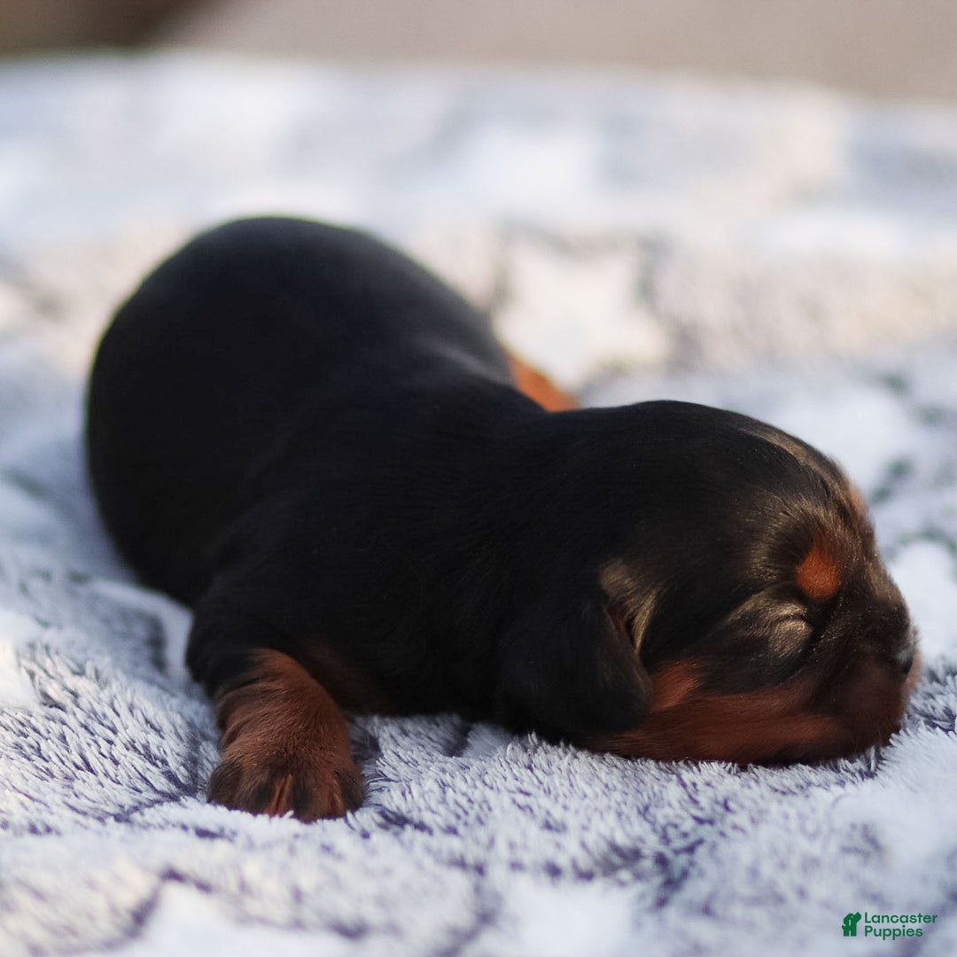 Cavalier King Charles Spaniel dogs for sale: Elain - Ad 3