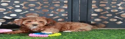 Miniature Poodle dogs for sale: Tootsie Stunning Chocolate Female - Ad 1