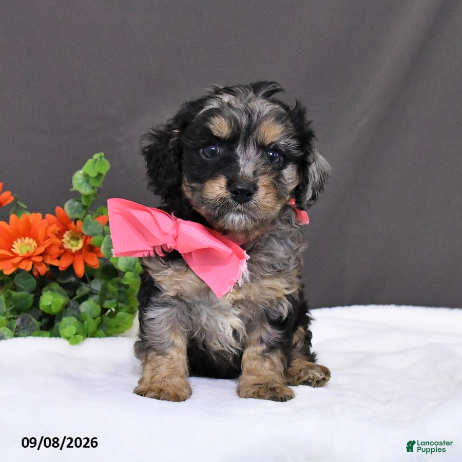 Cavapoo dogs Daisy - Ad 1