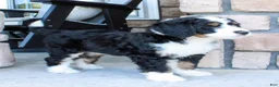Bernedoodle dogs for sale: Willow - Ad 6
