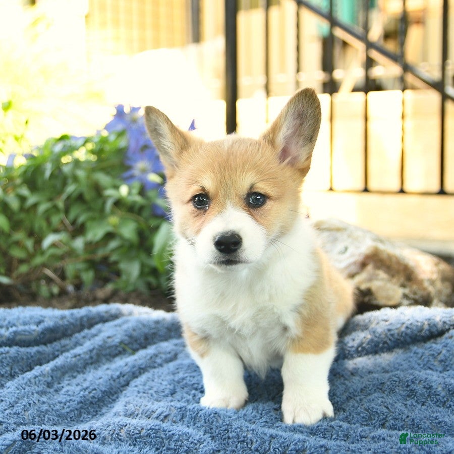 Welsh Corgi Pembroke dogs for sale: Ruby  - Ad 4