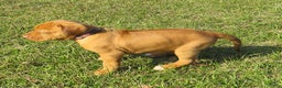 Rhodesian Ridgeback dogs for sale: Rhodesian Ridgeback Puppy 2 - Ad 3