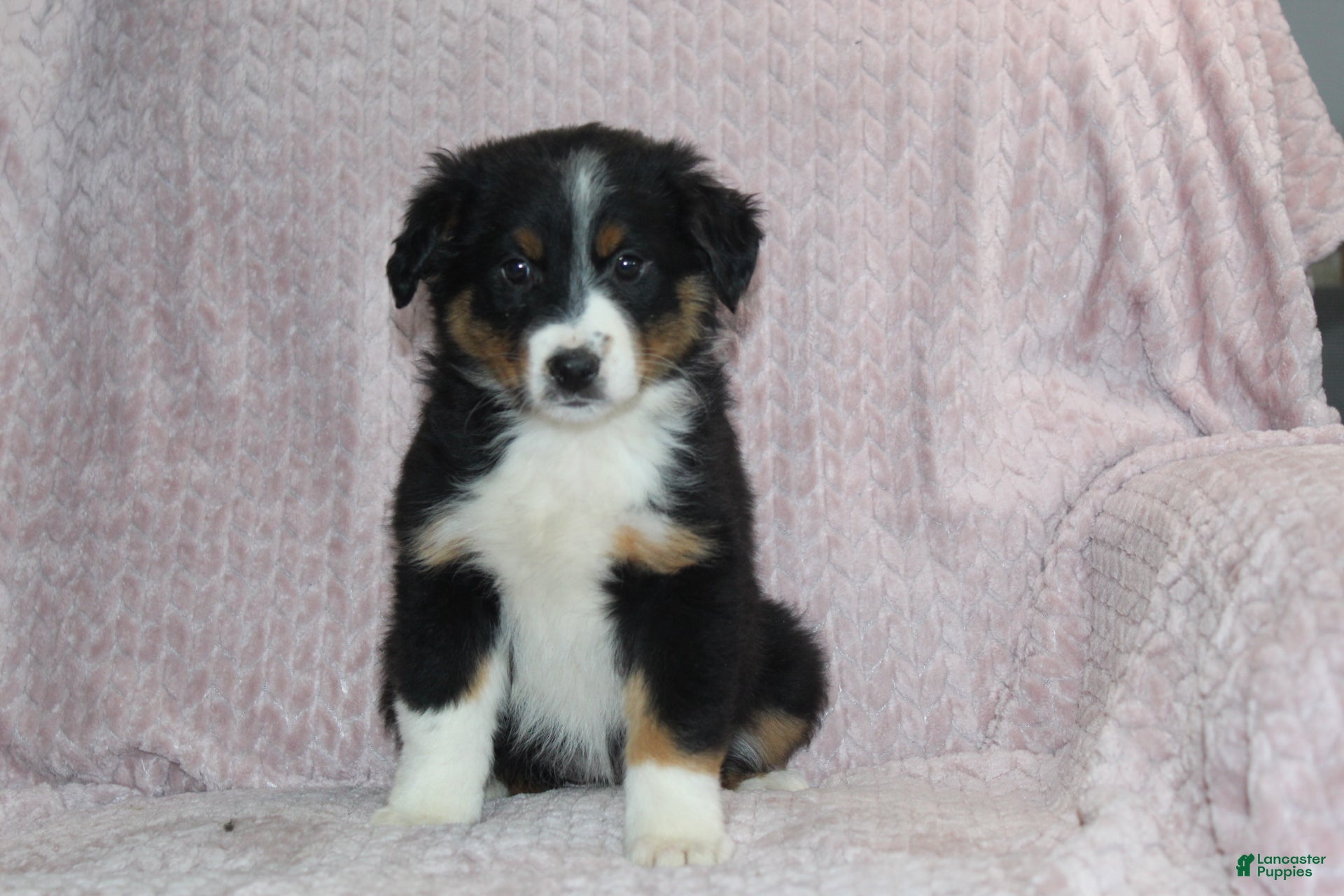 Australian Shepherd dogs Peyton  - Ad 1