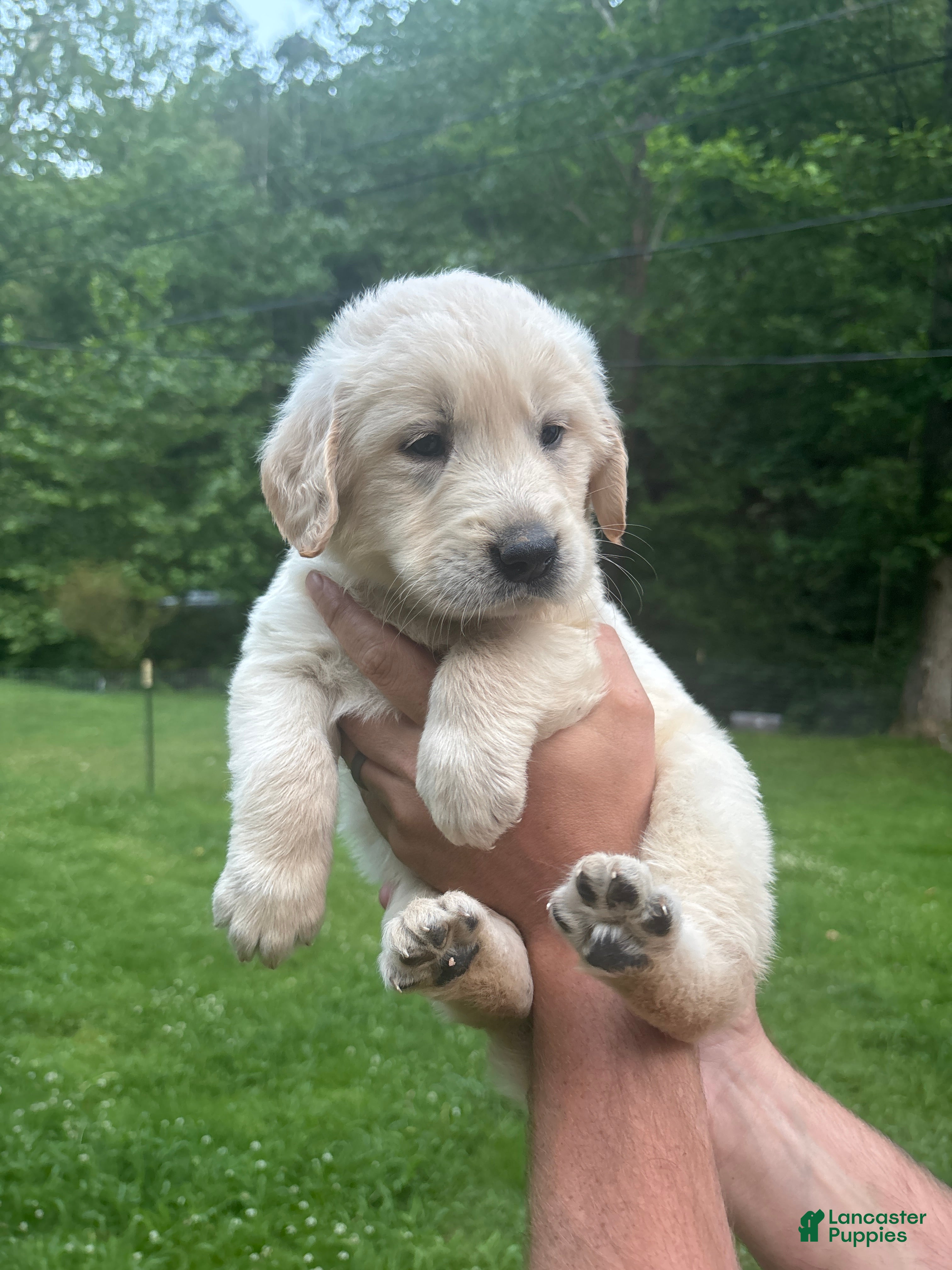 Golden Retriever dogs Golden Retriever Puppy 1 - Ad 32