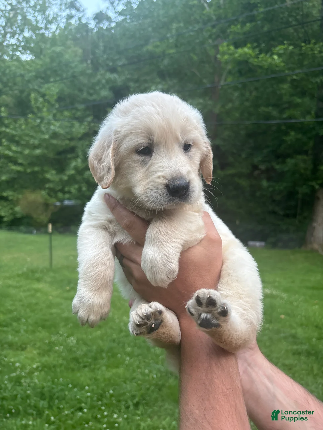 Golden Retriever dogs for sale: Golden Retriever Puppy 1 - Ad 1