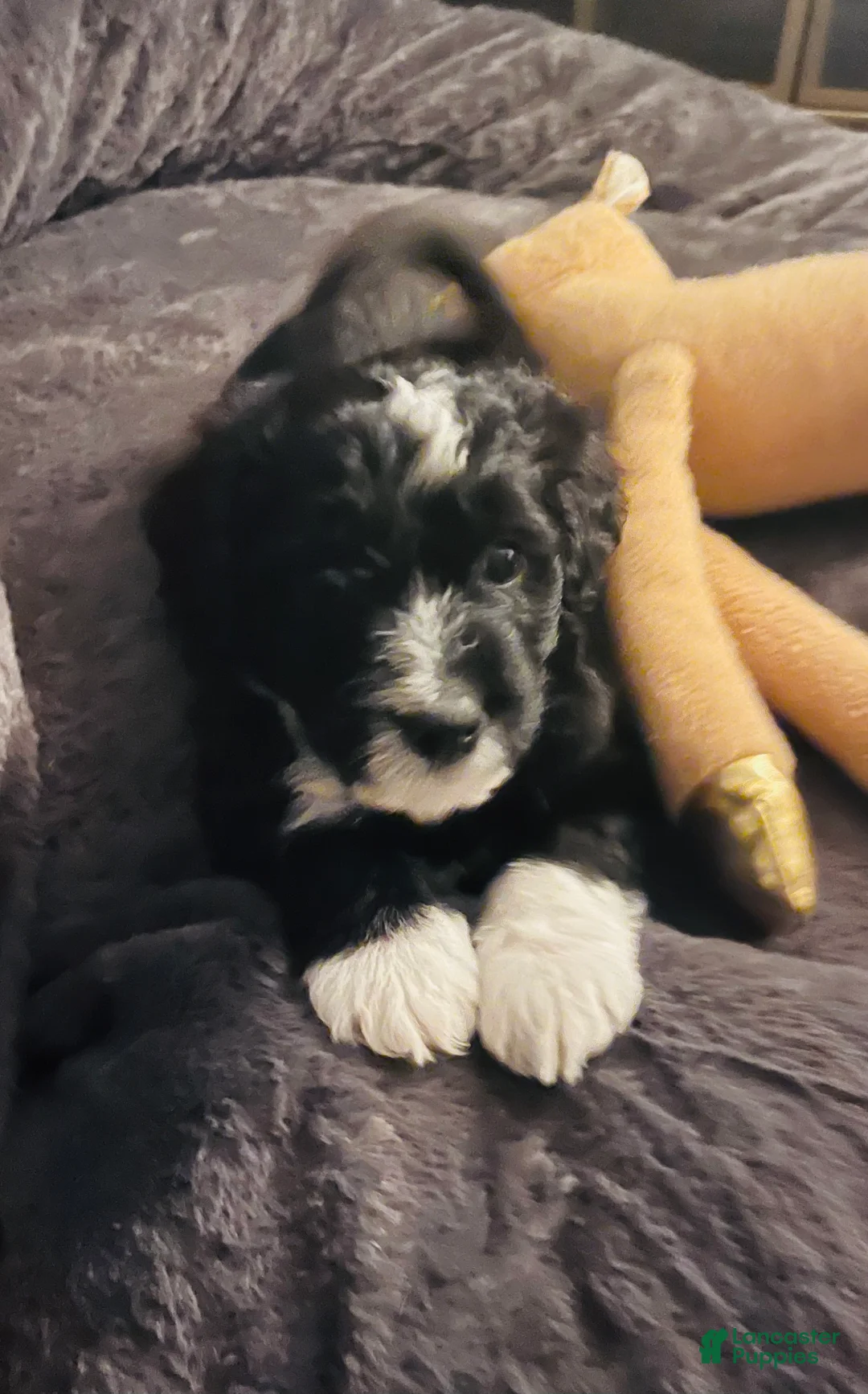 Aussiedoodle dogs for sale: Bo - Ad 7