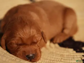 Golden Retriever dogs Cam - AKC, Genetically Clear - Ad 16