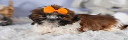 Shih Tzu dogs for sale: GEO - Ad 15