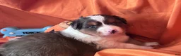 Miniature Australian Shepherd dogs for sale: Neagley - Ad 7