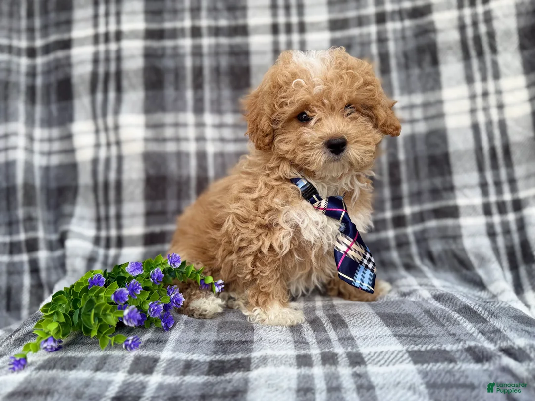 Bichpoo dogs for sale: Fred - Ad 7