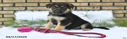 German Shepherd dogs for sale: Boe - Ad 3