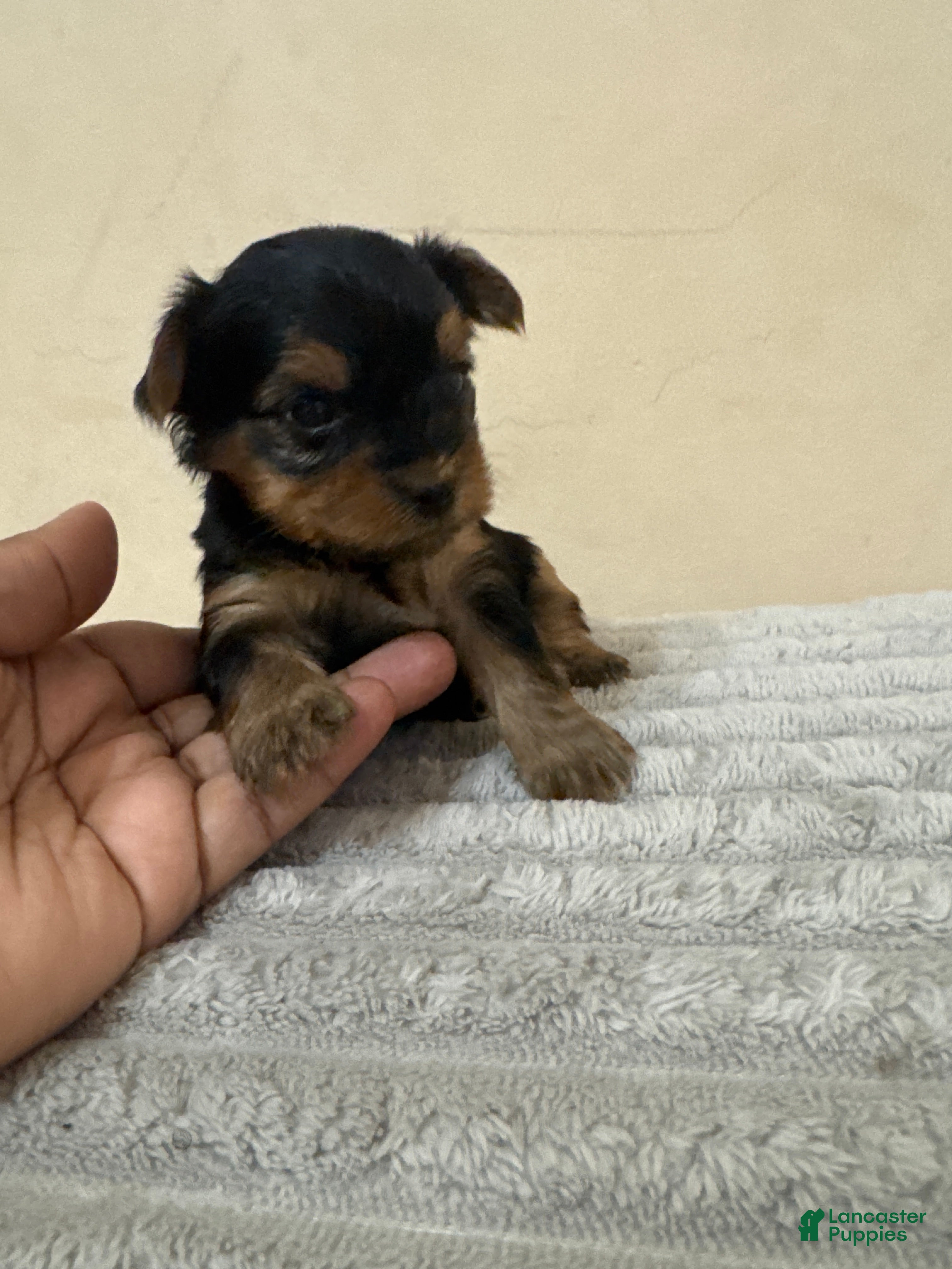 Yorkshire Terrier dogs for sale: Chanel - Ad 2