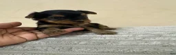 Yorkshire Terrier dogs for sale: Chanel - Ad 2