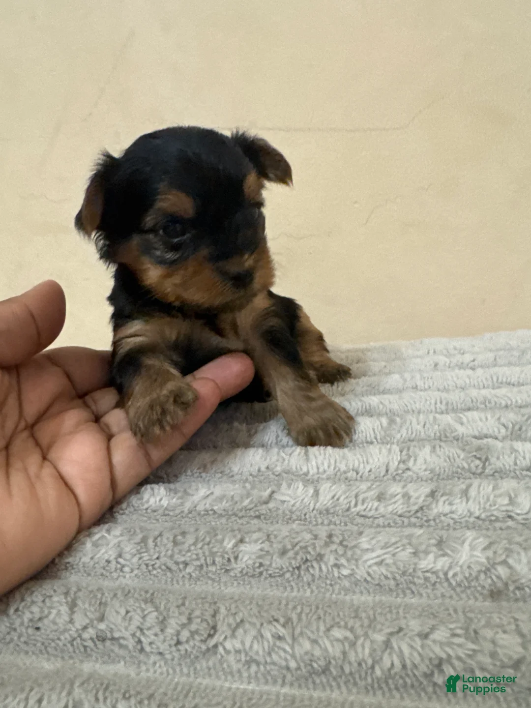 Yorkshire Terrier dogs for sale: Chanel - Ad 2