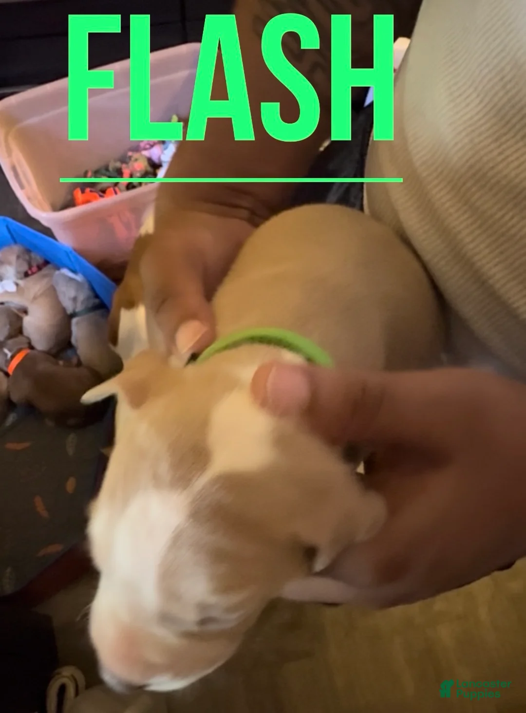 American Pit Bull Terrier dogs for sale: American Pit Bull Terrier 1 - Ad 2